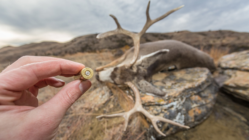 .338 edge rifle on mule deer .338 edge rifle on mule deer