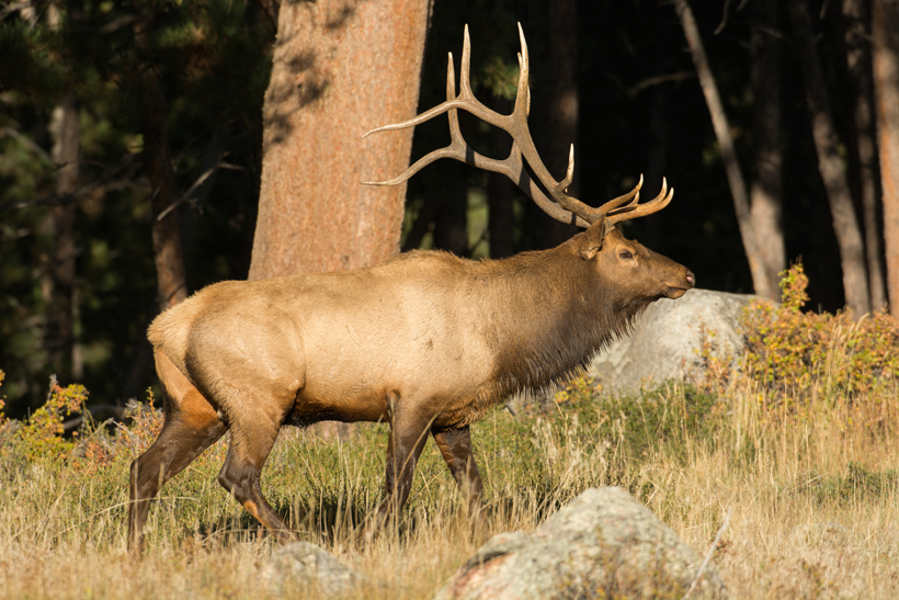 ALERT AZ elk & antelope draw deadline extended goHUNT