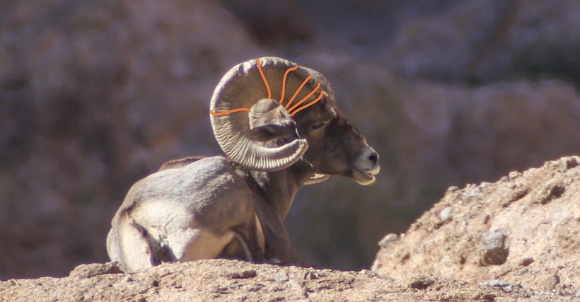 Bighorn sheep aging with annuli rings