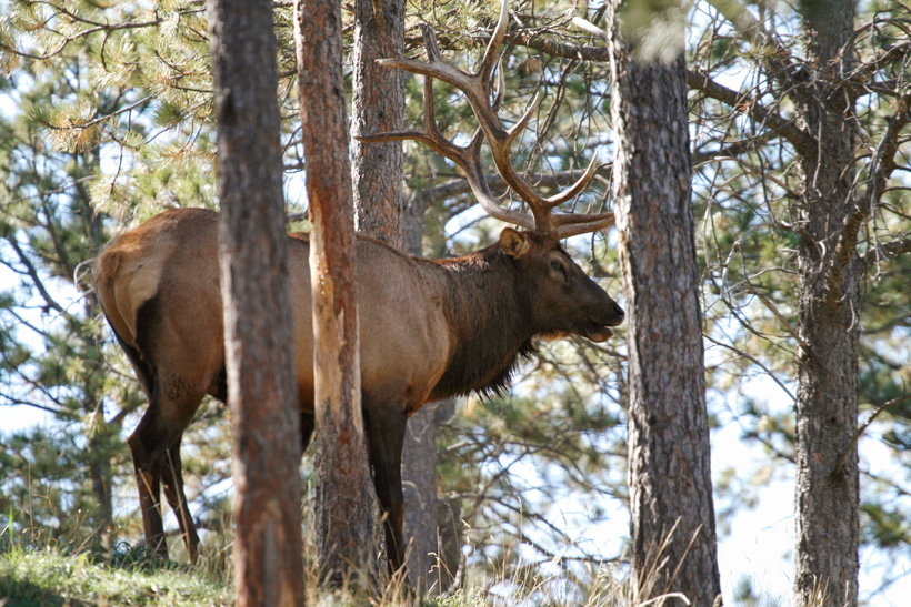 Bull elk with tree blocking vitals Bull elk with tree blocking vitals