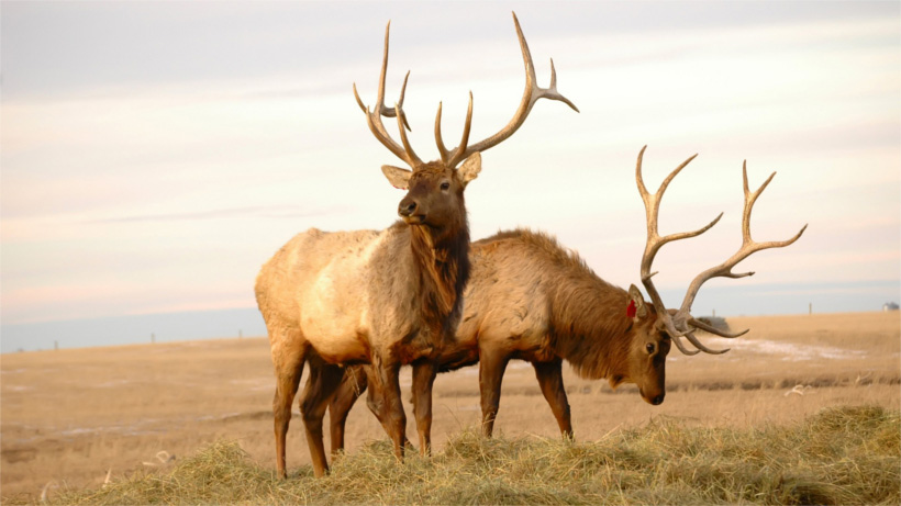 Two elk in field Two elk in field
