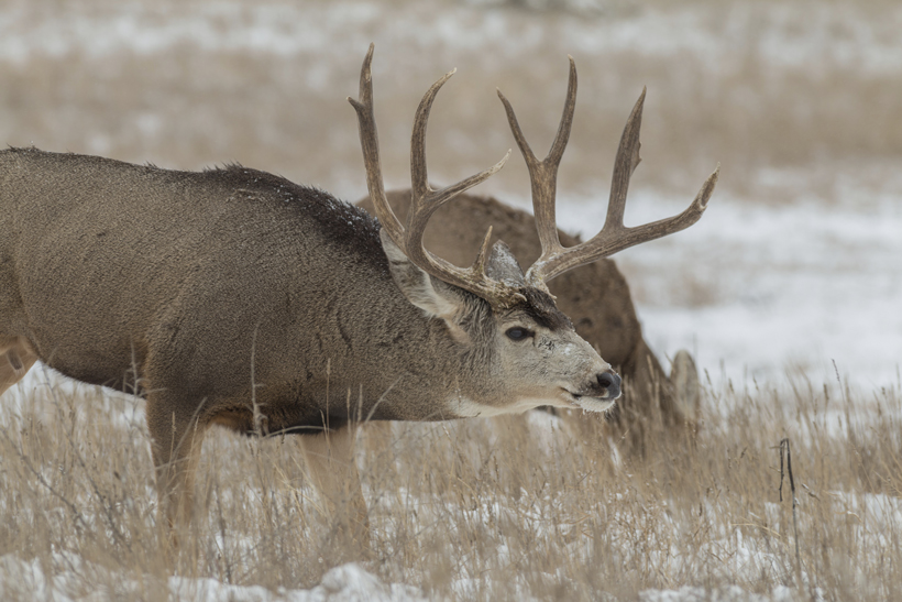 Top 10 days for a rut hunt goHUNT