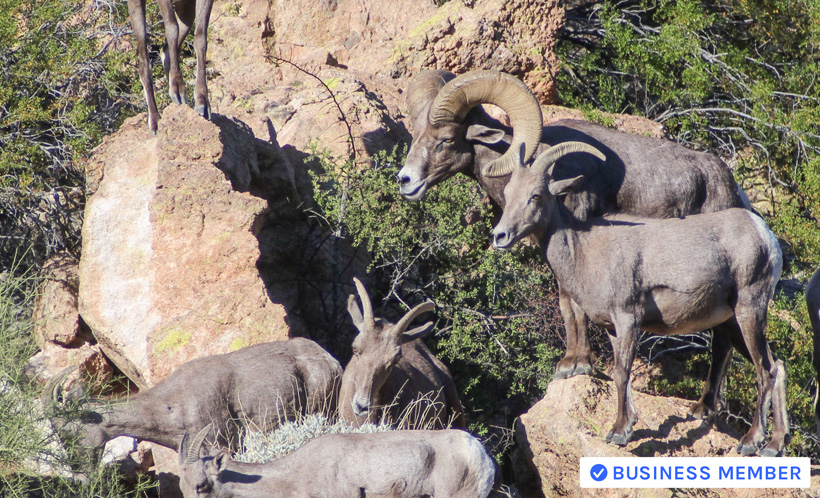 Six year old bighorn sheep ram with ewes