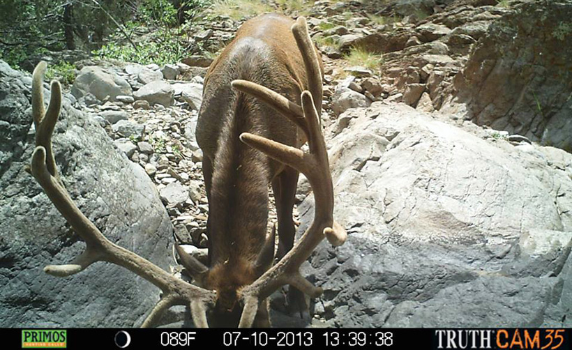 Trail camera photo of elk drinking from a water hole